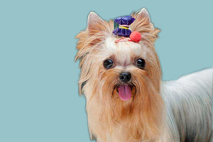 約克夏什么時候發情