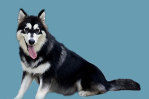 阿拉斯加犬發(fā)情怎么辦