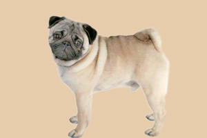 八哥發情期是什么時候