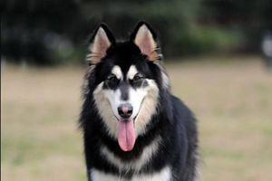 阿拉斯加犬什么時候配種