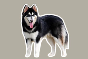 阿拉斯加發情期是多久