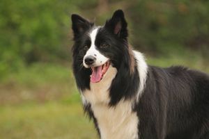 邊牧配種需要注意什么