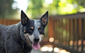 澳大利亞牧牛犬喂什么 澳大利亞牧牛犬喂養(yǎng)要點(diǎn)