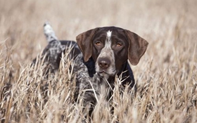 怎么幫德國硬毛波音達修毛