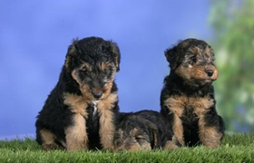 威爾士梗耳朵怎么清理 威爾士梗耳朵清理方法