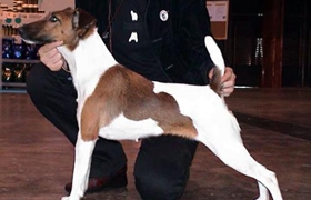 短毛獵狐梗狗糧怎么喂 喂狗糧注意事項