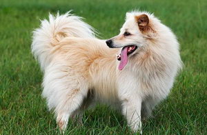 芬蘭波美拉尼亞絲毛狗怎么修剪指甲 芬蘭狐貍犬剪指甲方法