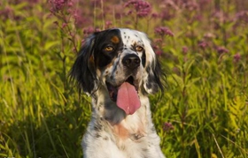 英格蘭雪達犬毛發怎么修剪 英國雪達犬護理方法