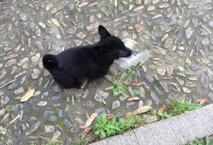 西帕基犬怎么洗澡 西帕基犬洗澡方法及注意事項