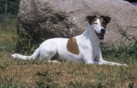 怎么給短毛獵狐梗耳朵清潔 耳朵清潔方法