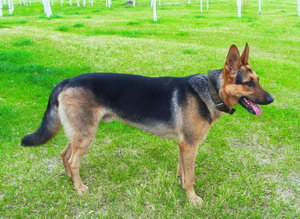 昆明犬怎么養 昆明犬飼養方法