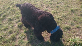 黑俄羅斯梗好養嗎 黑俄羅斯梗飼養難度不大