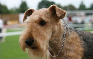 如何喂養湖畔梗 食物分量要控制