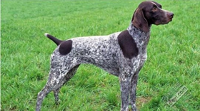 德國硬毛波音達怎么飼養 德國硬毛波音達飼養方法