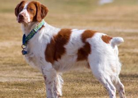 布列塔尼犬性格怎么樣 布列塔尼犬性格介紹