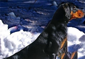 黑褐獵浣熊犬性格怎么樣 黑褐獵浣熊犬性格特點(diǎn)介紹