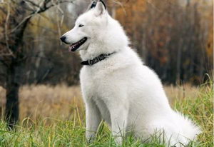 芬蘭波美拉尼亞絲毛狗性格好不好 芬蘭狐貍犬性格怎么樣