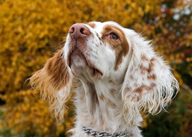 英國(guó)雪達(dá)犬養(yǎng)之前要準(zhǔn)備什么 英格蘭雪達(dá)犬飼養(yǎng)準(zhǔn)備