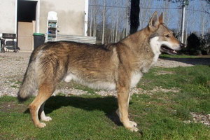 捷克狼犬耳朵怎么清潔捷克狼犬耳朵清潔護(hù)理方法