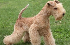 湖畔梗怎么洗澡 湖畔梗洗澡注意事項