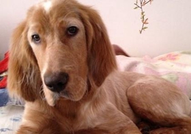 英國(guó)雪達(dá)犬好養(yǎng)嗎 英格蘭雪達(dá)犬飼養(yǎng)方法