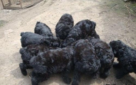 黑俄羅斯梗性格好嗎 黑俄羅斯梗性格詳解