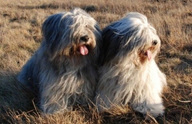 波蘭低地牧羊犬怎么洗澡 波蘭低地牧羊犬洗澡注意事項