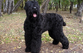 黑俄羅斯梗怎么養 黑俄羅斯梗飼養知識