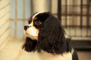 騎士查理王小獵犬耳朵怎么清潔護理流程