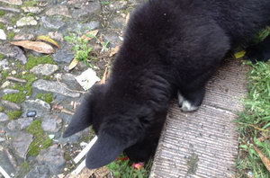 西帕基犬吃什么狗糧好 西帕基犬狗糧選擇推薦