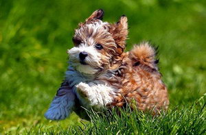 哈瓦那犬怎么洗澡 哈瓦那犬洗澡步驟