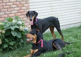 黑褐獵浣熊犬吃什么水果 夏日水果推薦