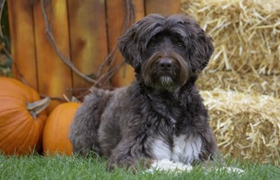 葡萄牙水犬怎么養 葡萄牙水犬飼養注意事項