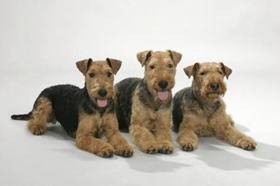 威爾士梗毛發怎么護理 威爾士梗毛發護理教程