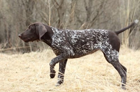 德國硬毛波音達怎么養 飼養注意事項方法