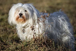 哈瓦那犬怎么養 哈瓦那犬飼養注意事項