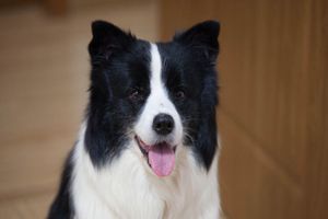 邊牧如何訓(xùn)練飛盤