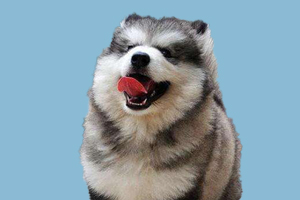 阿拉斯加什么時候打針