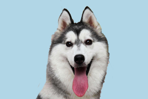 怎么讓哈士奇聽話