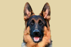 德牧太胖怎么辦