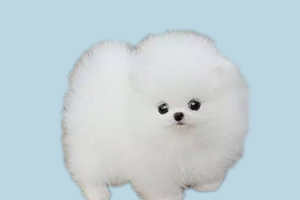 怎么讓博美自己上廁所