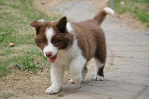 邊牧怎么訓(xùn)練護主