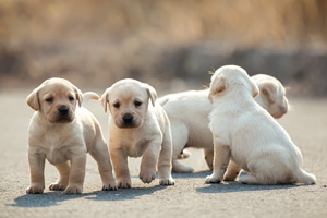 拉布拉多怎么認主人