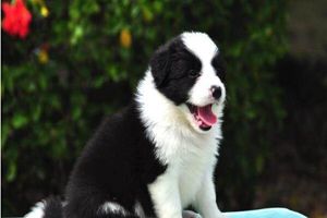 邊牧怎么訓(xùn)練坐