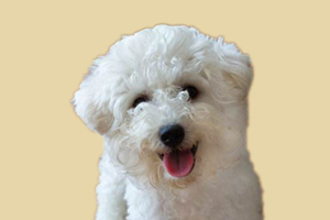 怎么讓比熊立耳