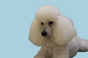 貴賓發情期多長時間