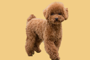 怎么教泰迪走路