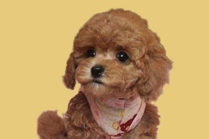 怎樣教泰迪狗做恭喜