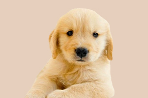 如何訓(xùn)練金毛臥