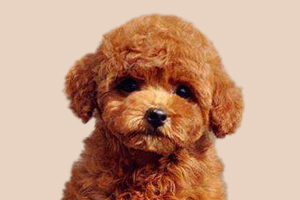 貴賓如何訓練上廁所